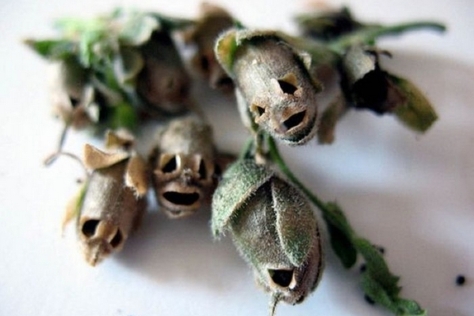 Skull snap dragon seed pods