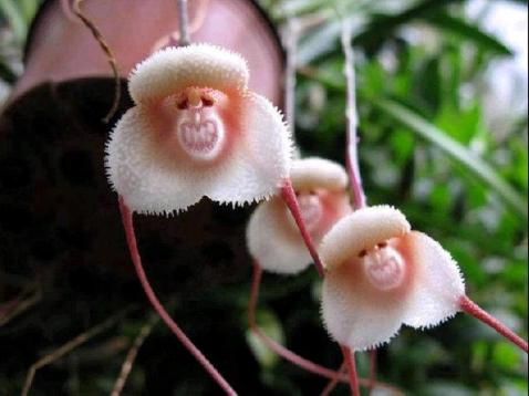 Monkey orchid