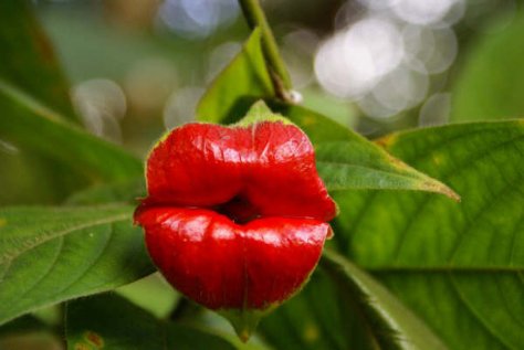 Lips flower