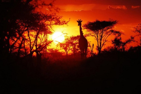 Serengeti-Tanzania-sunset